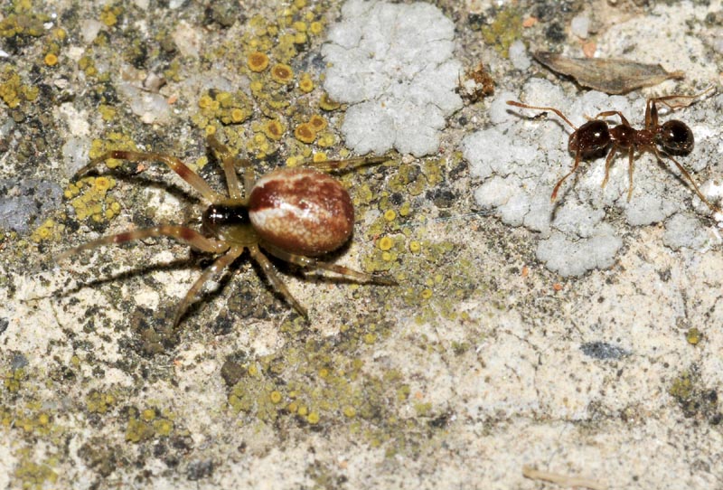 Theridiidae: cfr. Anelosimus vittatus - Sassuolo (MO)